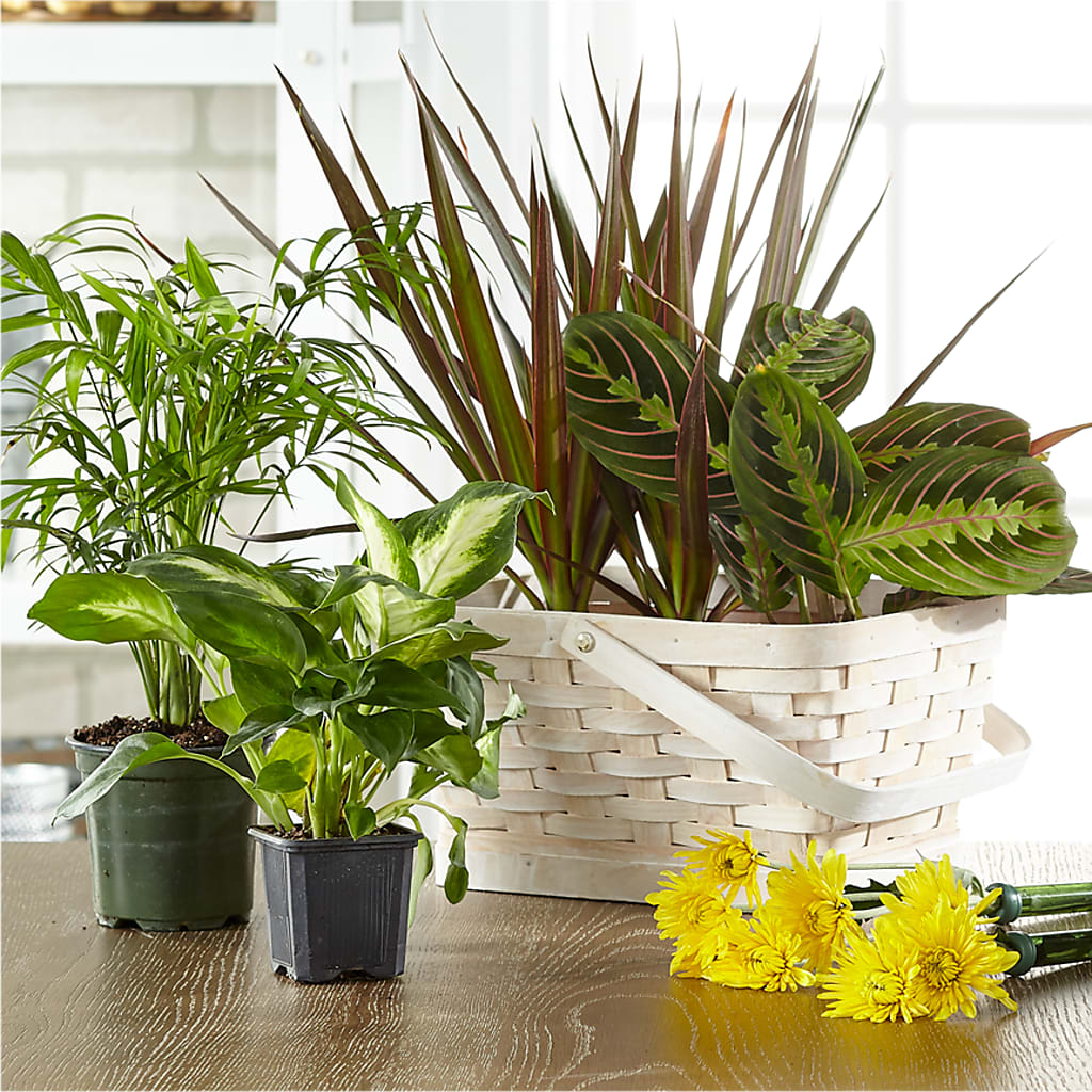 Florist Designed Blooming and Green Plants in a Basket – A BEAUTIFUL DAY FLORIST WINE & GOURMET, Port Saint Lucie FL
