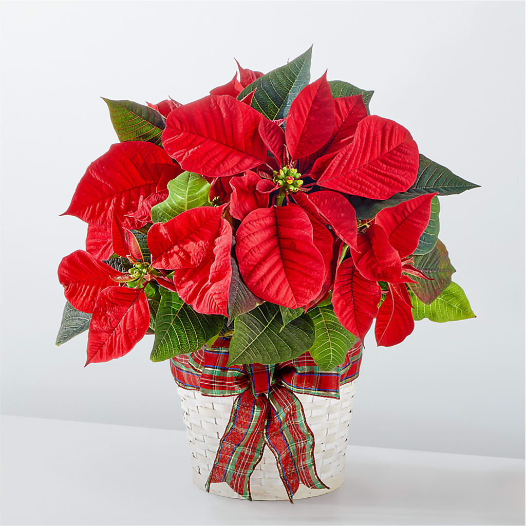 Happiest Holidays Poinsettia – A BEAUTIFUL DAY FLORIST WINE & GOURMET, Port Saint Lucie FL