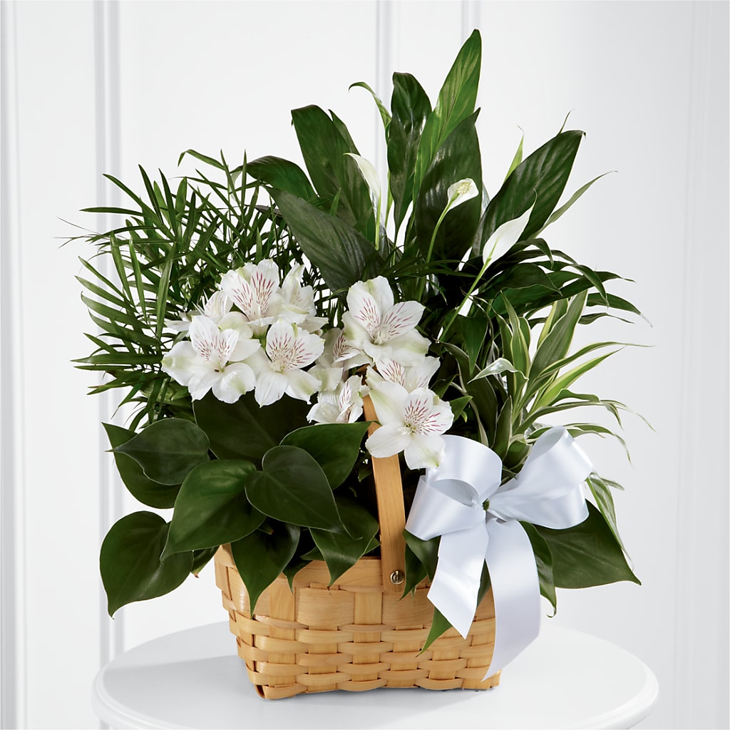 Peace & Serenity Dishgarden – A BEAUTIFUL DAY FLORIST WINE & GOURMET, Port Saint Lucie FL