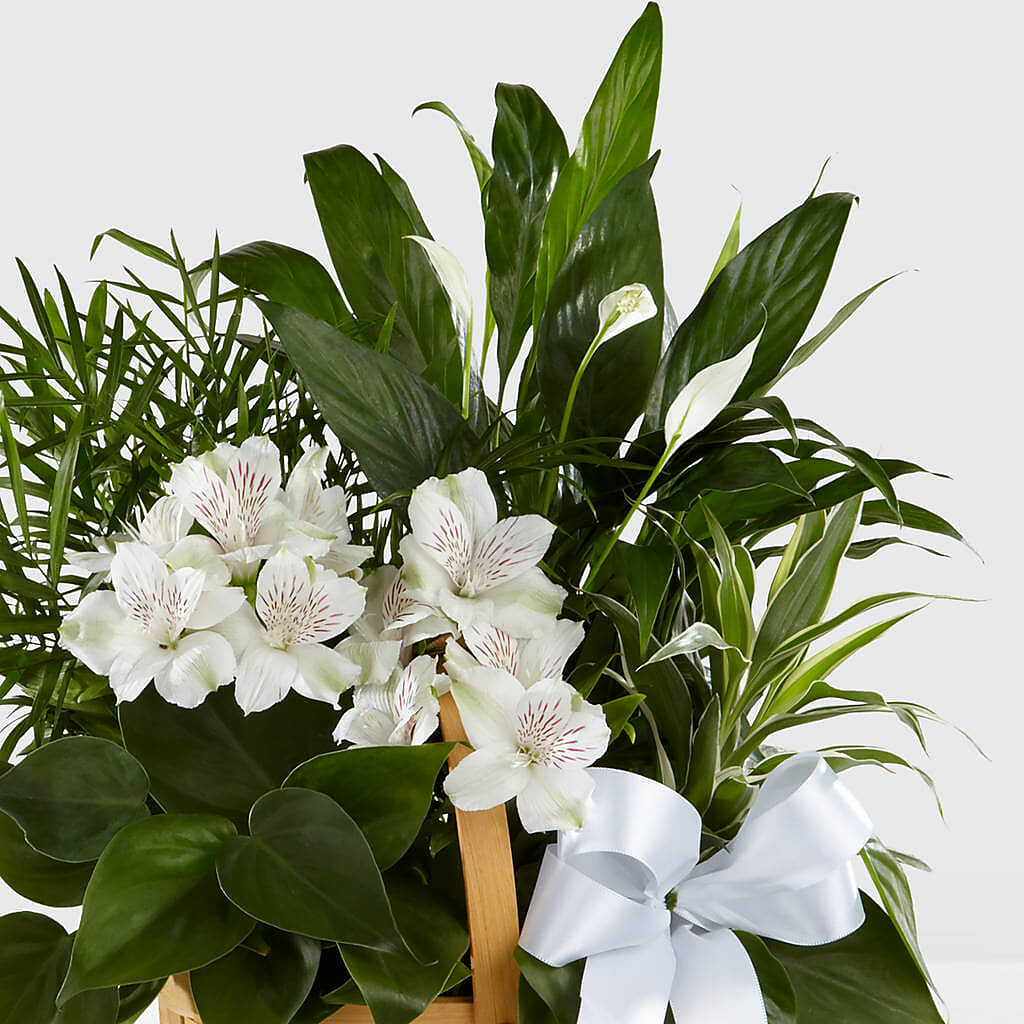Peace & Serenity Dishgarden – A BEAUTIFUL DAY FLORIST WINE & GOURMET, Port Saint Lucie FL