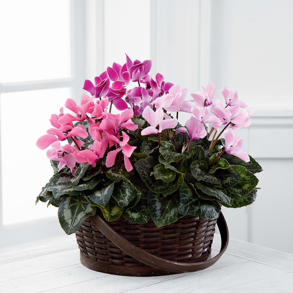 Mixed Cyclamen Planter – A BEAUTIFUL DAY FLORIST WINE & GOURMET, Port Saint Lucie FL