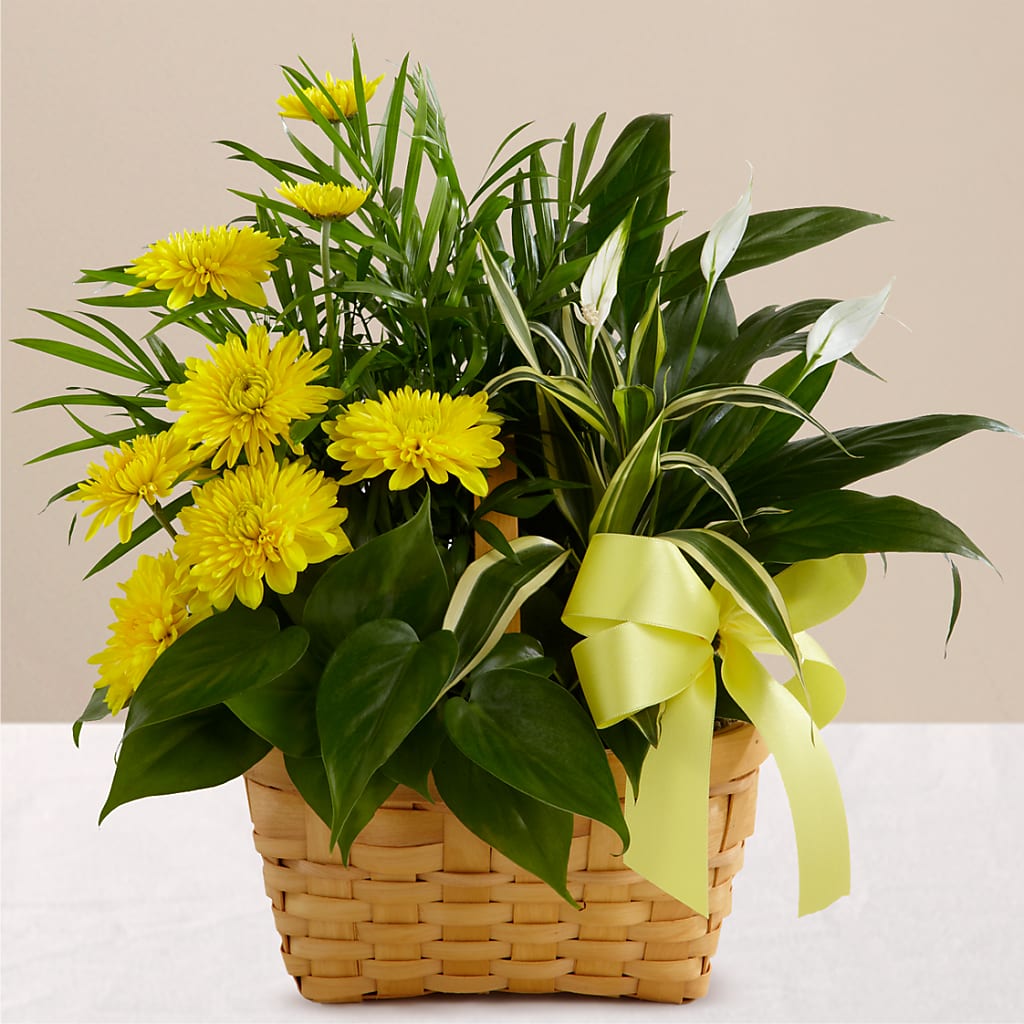 Loving Light Dishgarden – A BEAUTIFUL DAY FLORIST WINE & GOURMET, Port Saint Lucie FL