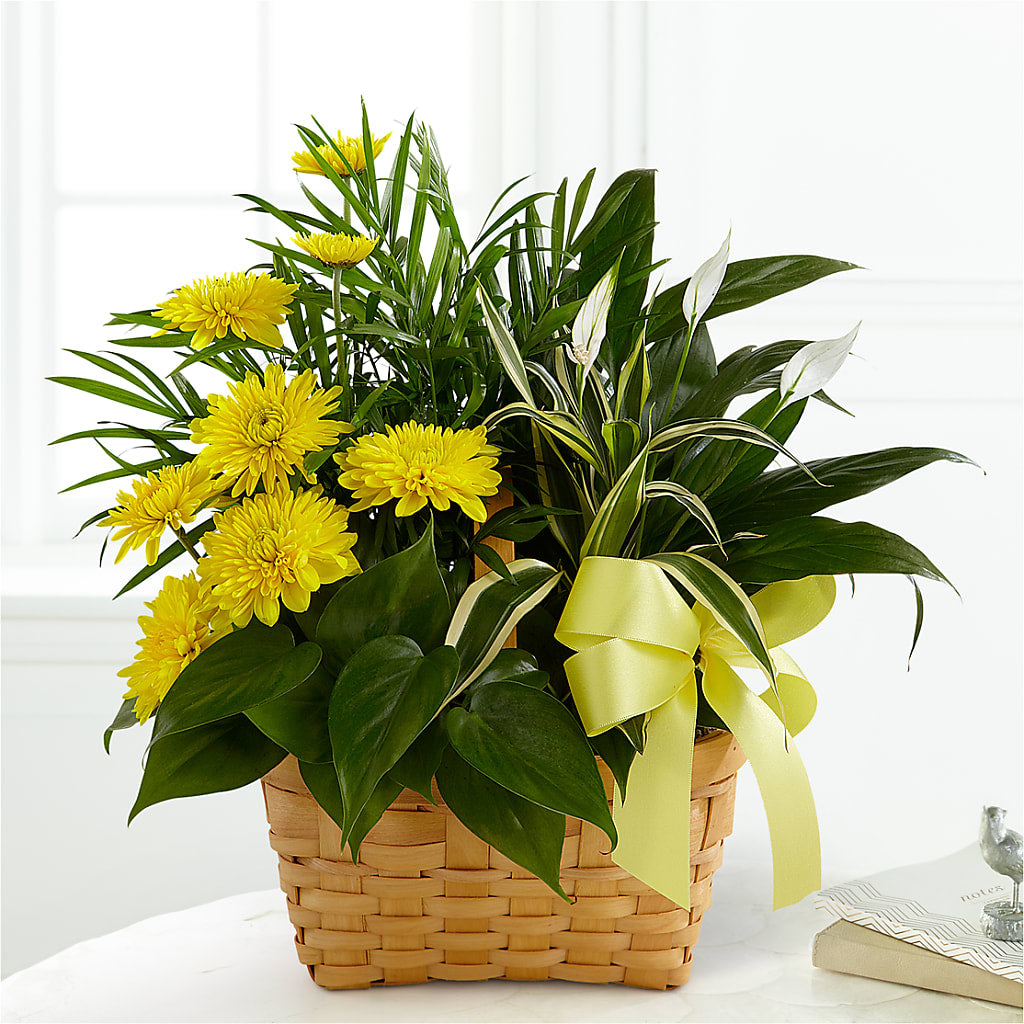 Loving Light Dishgarden – A BEAUTIFUL DAY FLORIST WINE & GOURMET, Port Saint Lucie FL