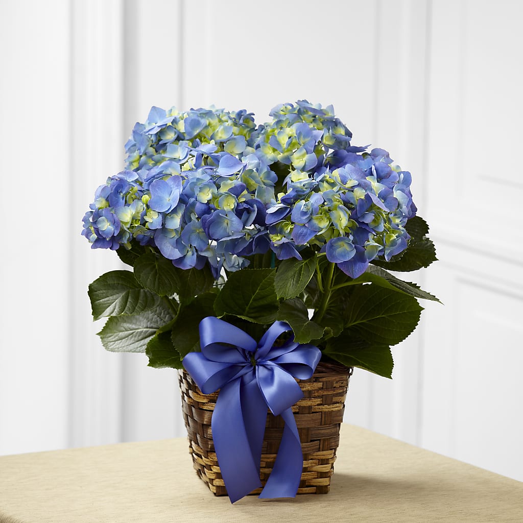 Blue Hydrangea Planter – A BEAUTIFUL DAY FLORIST WINE & GOURMET, Port Saint Lucie FL