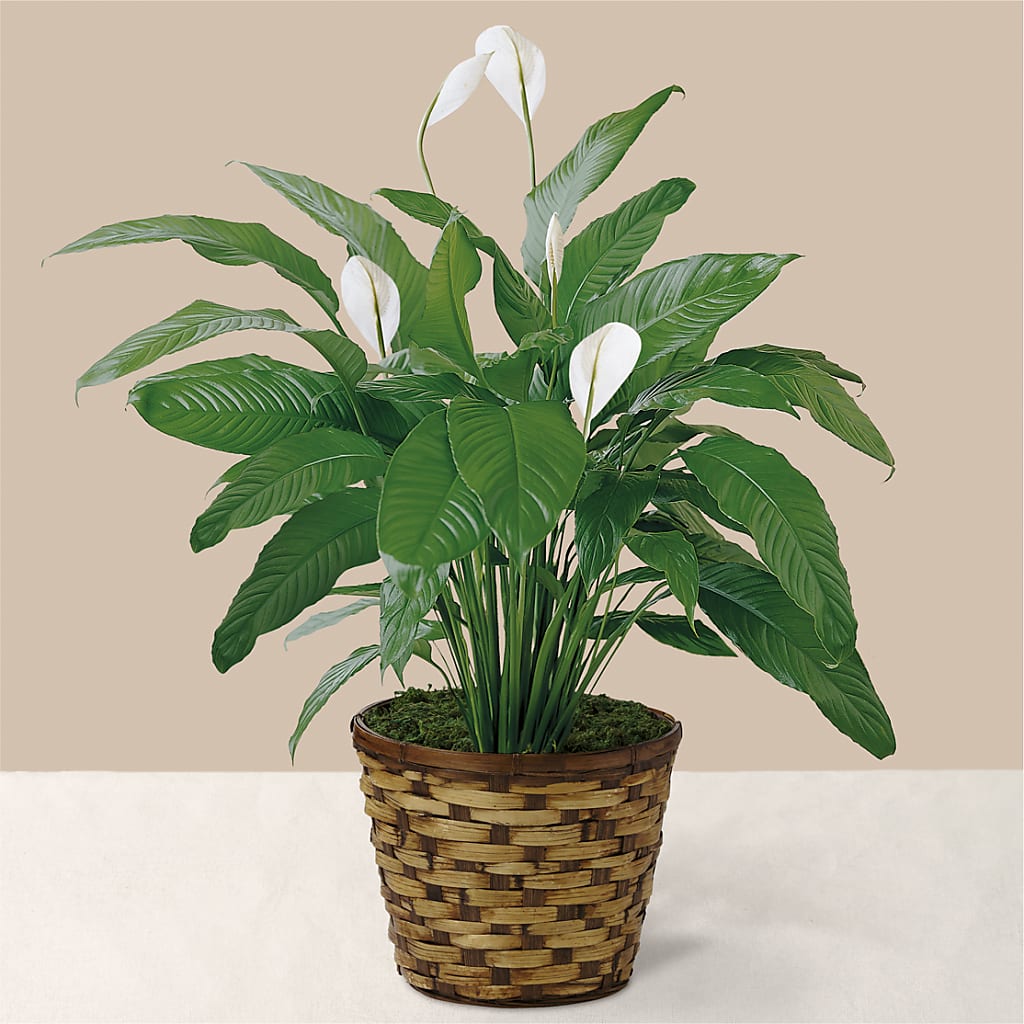 Tranquil Moments Peace Lily Plant – A BEAUTIFUL DAY FLORIST WINE & GOURMET, Port Saint Lucie FL
