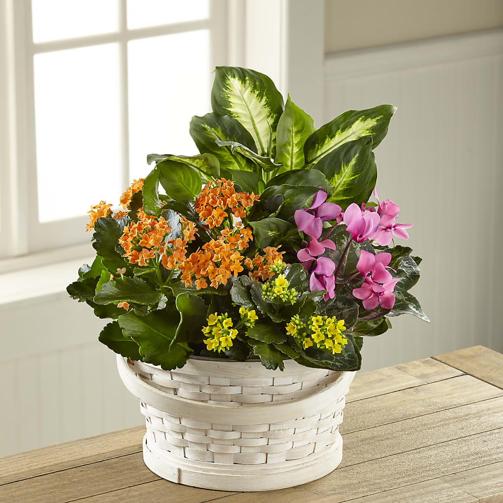 Color Crush Dishgarden – A BEAUTIFUL DAY FLORIST WINE & GOURMET, Port Saint Lucie FL