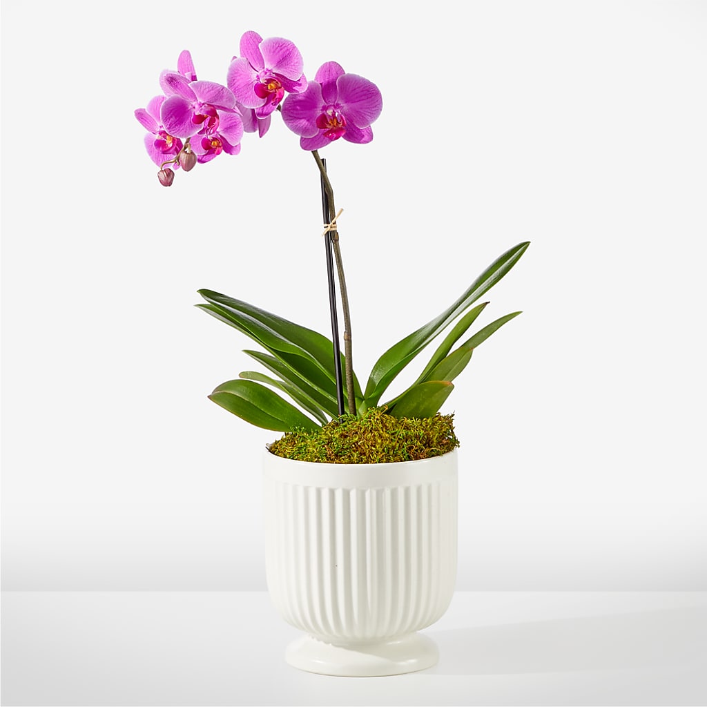Friendly Fuchsia Orchid – A BEAUTIFUL DAY FLORIST WINE & GOURMET, Port Saint Lucie FL