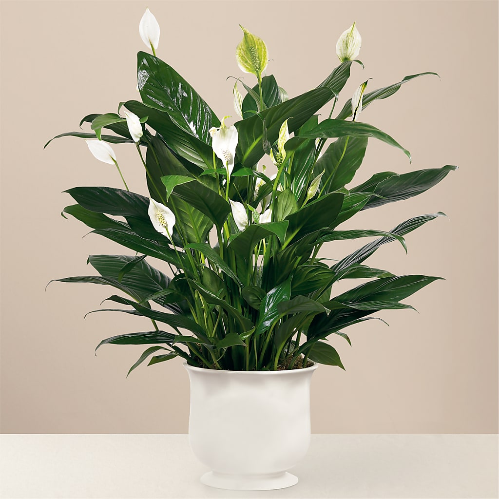 Comfort Planter – A BEAUTIFUL DAY FLORIST WINE & GOURMET, Port Saint Lucie FL