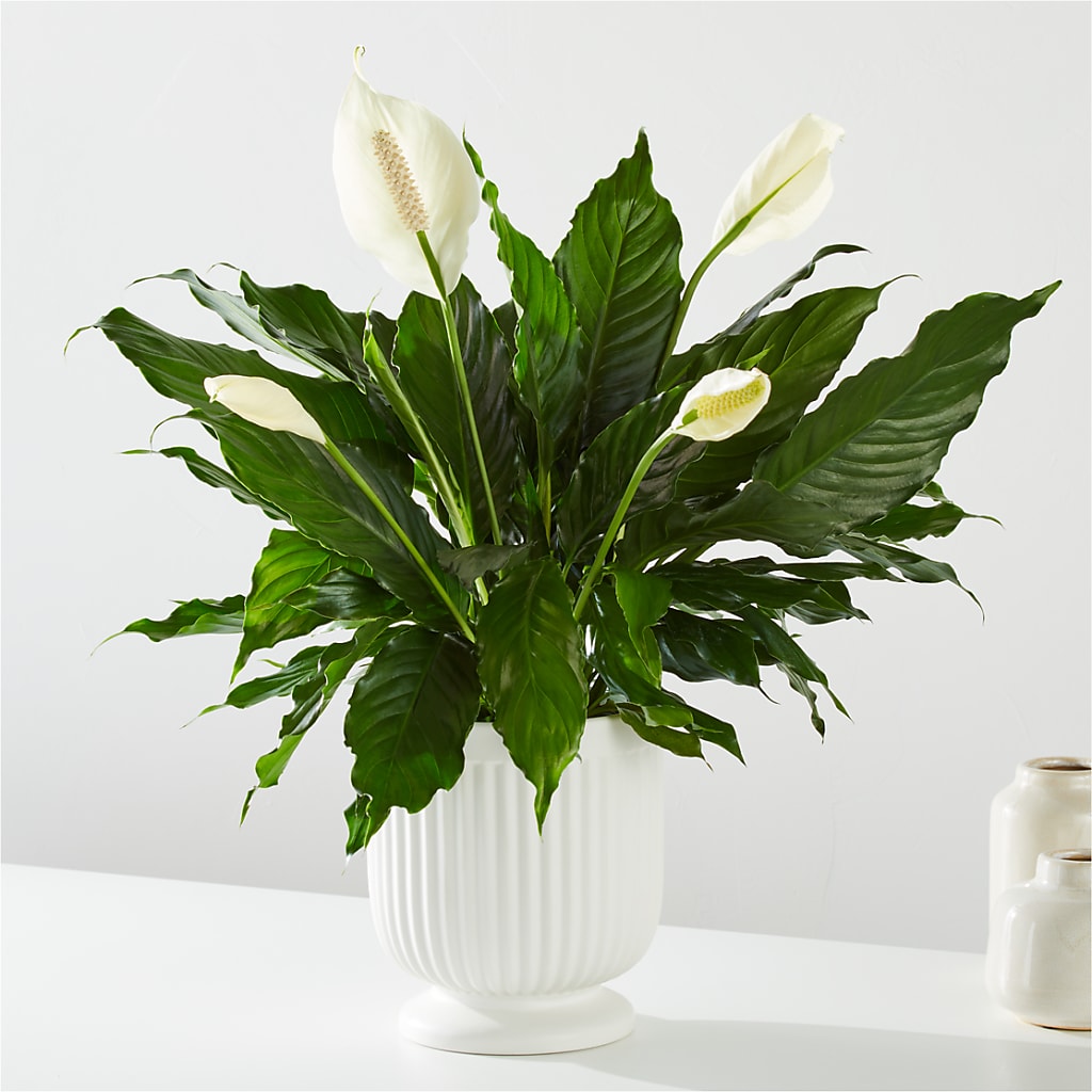 Comfort Planter – A BEAUTIFUL DAY FLORIST WINE & GOURMET, Port Saint Lucie FL