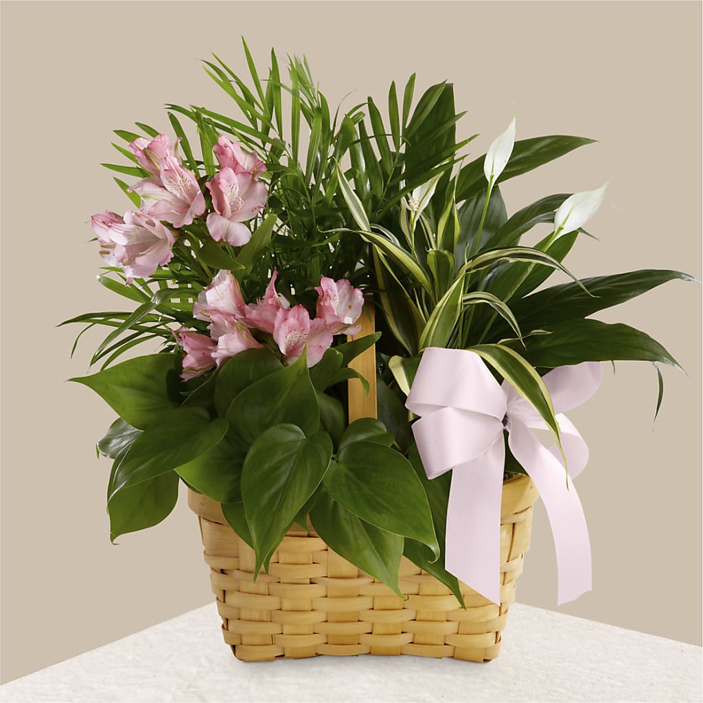 Living Spirit Dishgarden – A BEAUTIFUL DAY FLORIST WINE & GOURMET, Port Saint Lucie FL