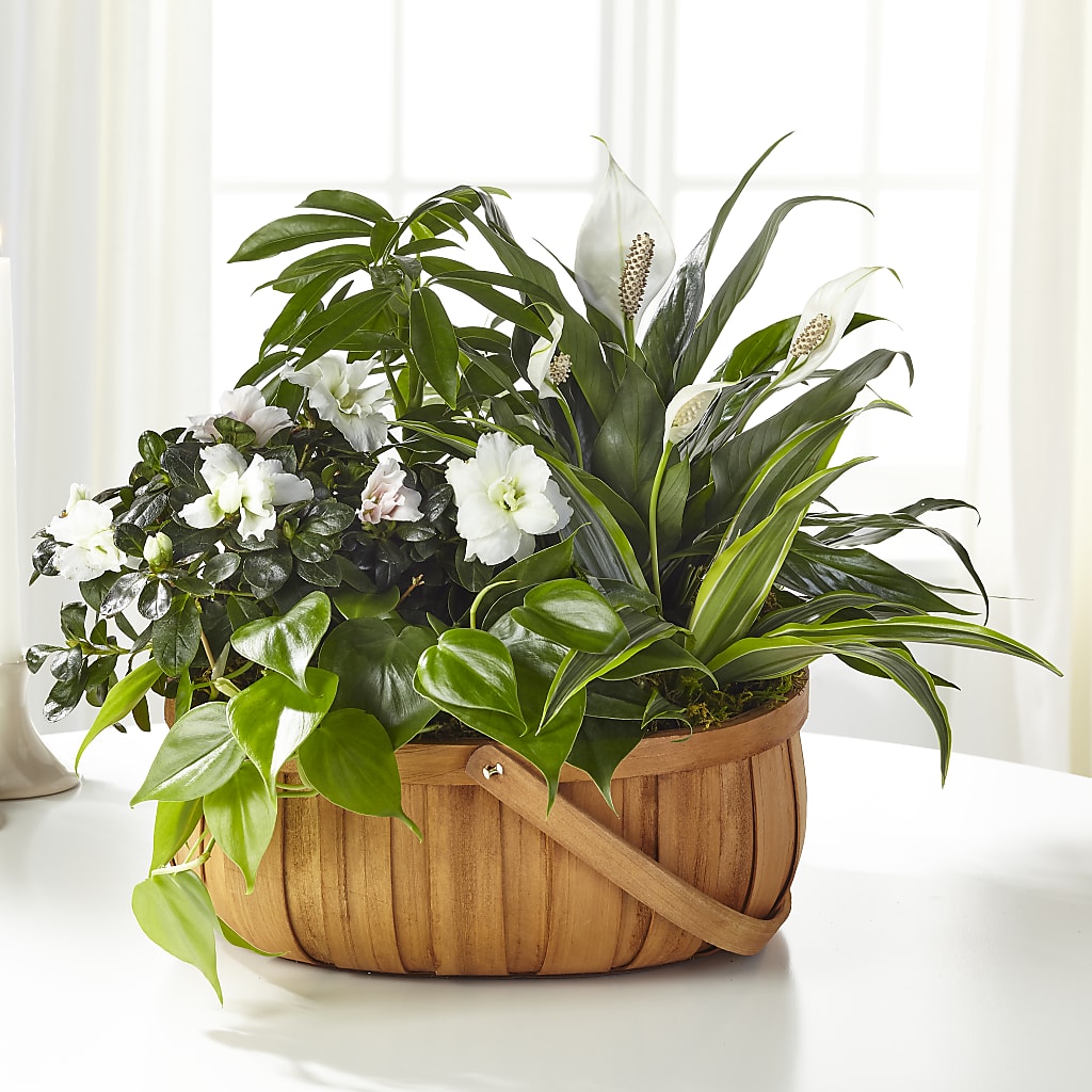 Serene Dishgarden – A BEAUTIFUL DAY FLORIST WINE & GOURMET, Port Saint Lucie FL