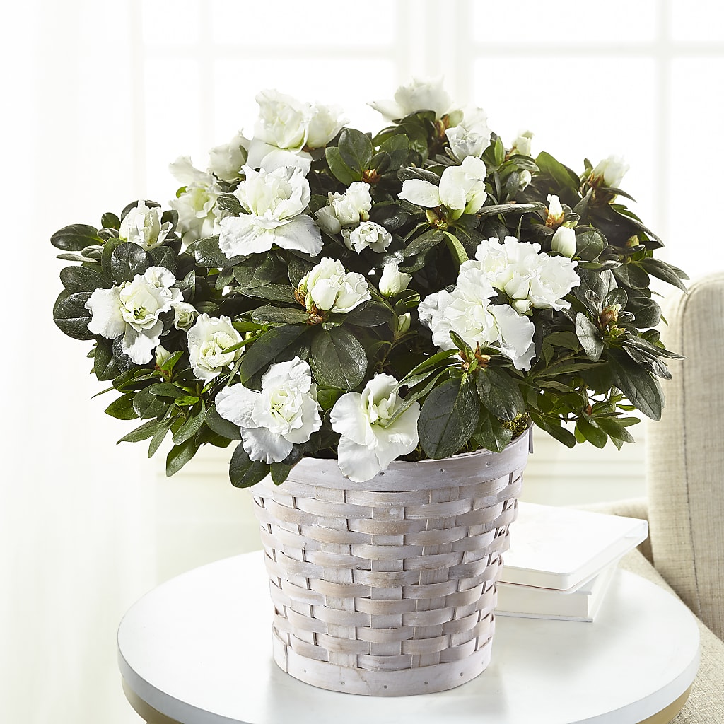 White Azalea Plant – A BEAUTIFUL DAY FLORIST WINE & GOURMET, Port Saint Lucie FL
