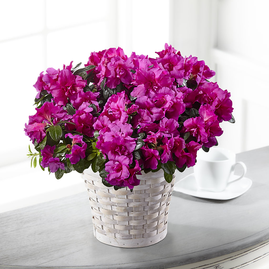 Hope & Serenity Azalea Plant – A BEAUTIFUL DAY FLORIST WINE & GOURMET, Port Saint Lucie FL