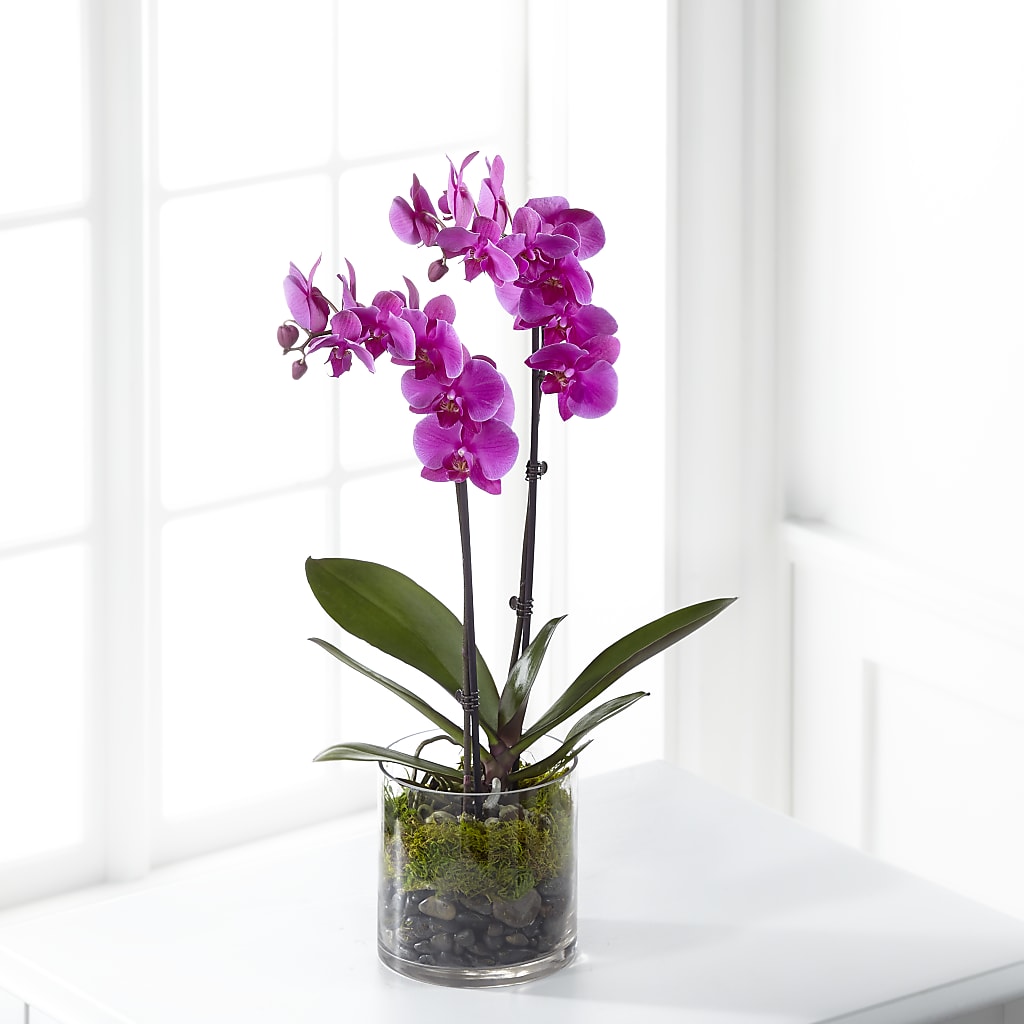 Pink Orchid Plant – A BEAUTIFUL DAY FLORIST WINE & GOURMET, Port Saint Lucie FL