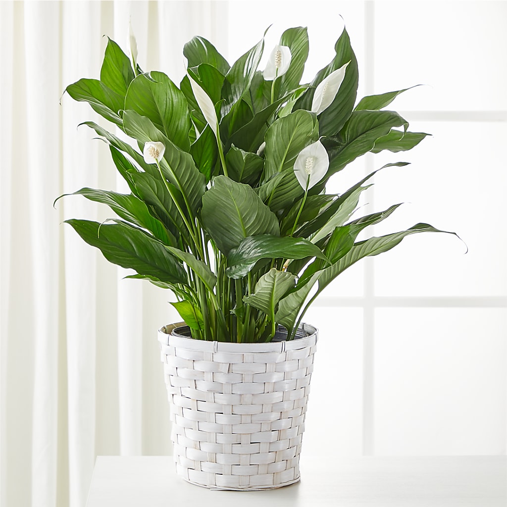 A New Leaf Peace Lily – A BEAUTIFUL DAY FLORIST WINE & GOURMET, Port Saint Lucie FL