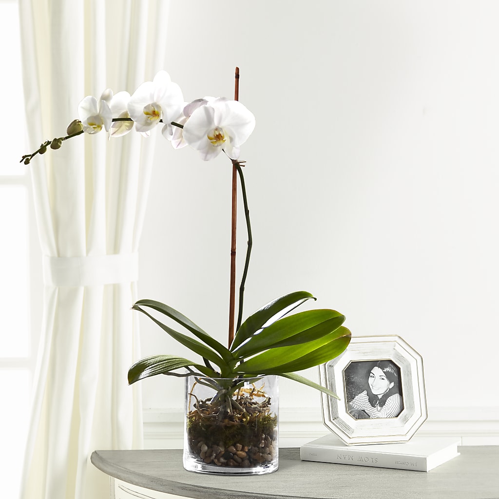White Orchid Planter – A BEAUTIFUL DAY FLORIST WINE & GOURMET, Port Saint Lucie FL