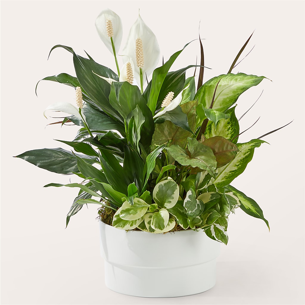 Radiating Positivity Dishgarden – A BEAUTIFUL DAY FLORIST WINE & GOURMET, Port Saint Lucie FL
