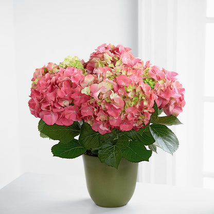 Pink Hydrangea Planter – A BEAUTIFUL DAY FLORIST WINE & GOURMET, Port Saint Lucie FL