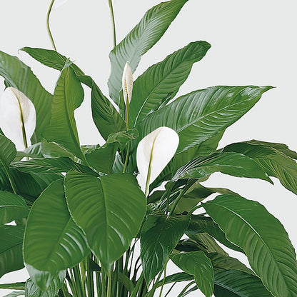 Tranquil Moments Peace Lily Plant – A BEAUTIFUL DAY FLORIST WINE & GOURMET, Port Saint Lucie FL