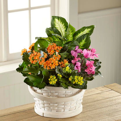 Color Crush Dishgarden – A BEAUTIFUL DAY FLORIST WINE & GOURMET, Port Saint Lucie FL