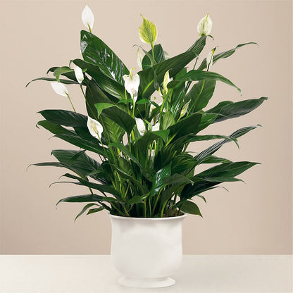 Comfort Planter – A BEAUTIFUL DAY FLORIST WINE & GOURMET, Port Saint Lucie FL