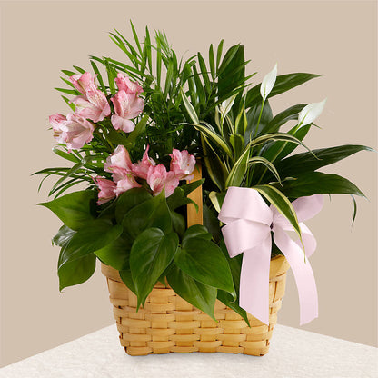 Living Spirit Dishgarden – A BEAUTIFUL DAY FLORIST WINE & GOURMET, Port Saint Lucie FL