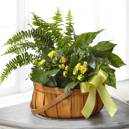 Always Dear Dishgarden – A BEAUTIFUL DAY FLORIST WINE & GOURMET, Port Saint Lucie FL