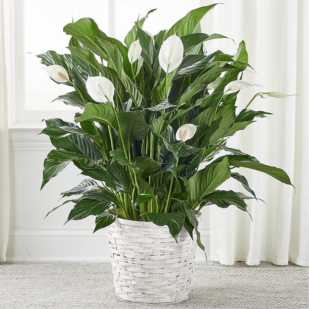 beautiful peace lily A New Leaf Peace Lily