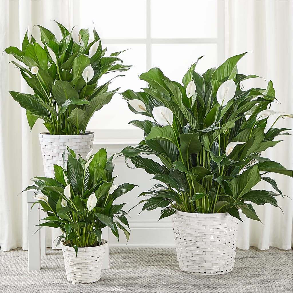 A New Leaf Peace Lily – A BEAUTIFUL DAY FLORIST WINE & GOURMET, Port Saint Lucie FL