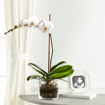 White Orchid Planter – A BEAUTIFUL DAY FLORIST WINE & GOURMET, Port Saint Lucie FL